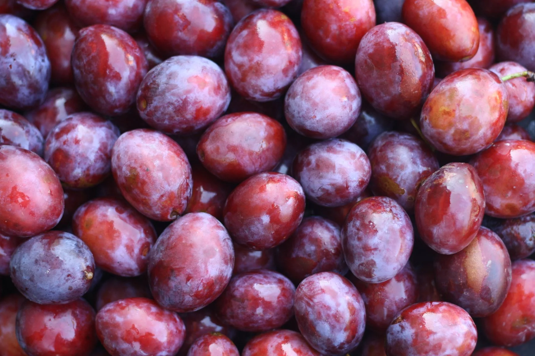 Zbliżenie na skórkę dojrzałych śliwek